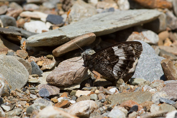 Petit Sylvandre — Hipparchia alcyone (Denis & Schiffermüller, 1775), (Laruns (64), France, le 03/08/2019)