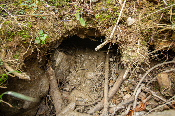 Loutre d'Europe — Lutra lutra (Linnaeus, 1758), (catiche), (Mendive (64), France, le 24/10/2022)