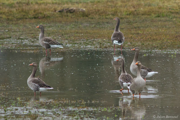Oie cendrée — Anser anser (Linnaeus, 1758), (Saligue aux oiseaux, Orthez (64), France, le 29/12/2018)