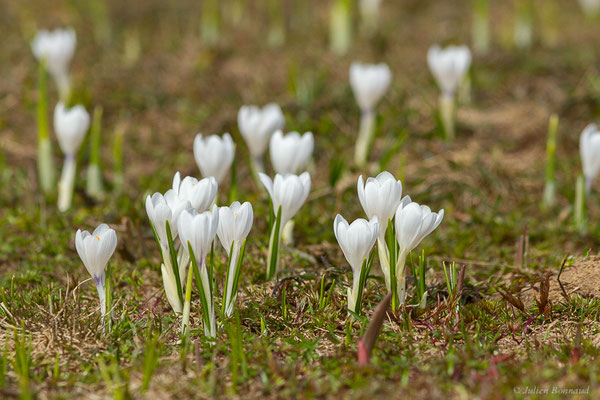 Crocus printanier — Crocus vernus (L.) Hill, 1765