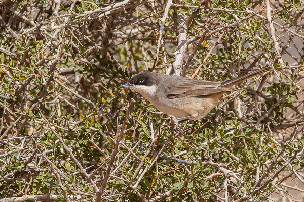 Fauvette orphée — Curruca hortensis (J.F. Gmelin, 1789), (Msseyed (Guelmim-Oued Noun), Maroc, le 29/03/2024)
