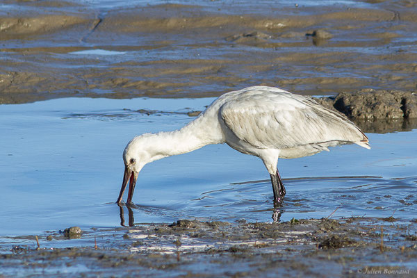 Spatule blanche — Platalea leucorodia Linnaeus, 1758, (Andernos-les-Bains (33), France, le 10/12/2022)