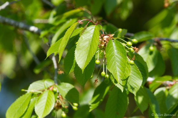 Merisier vrai — Prunus avium (L.) L., 1755, (Hontanx (40), France, le 14/04/2020)