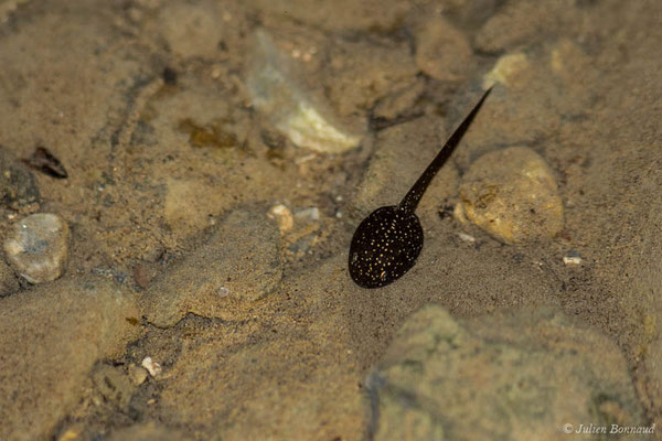 Grenouille des Pyrénées — Rana pyrenaica Serra-Cobo, 1993