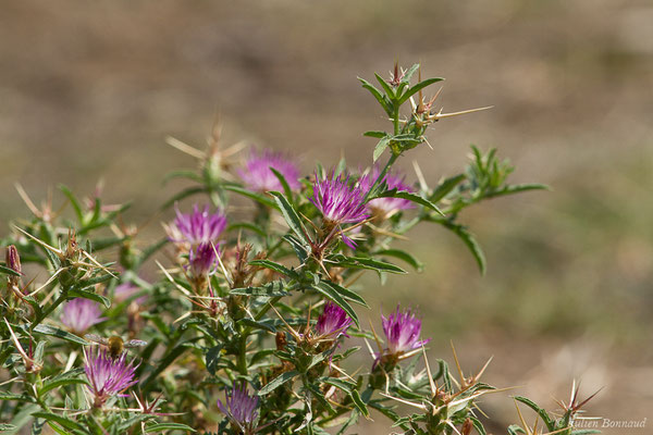 Centaurée chausse-trape — Centaurea calcitrapa L., 1753