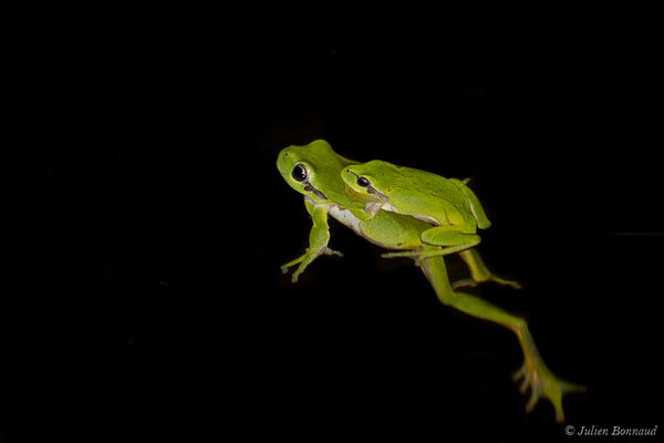 Rainette méridionale — Hyla meridionalis Böttger, 1874