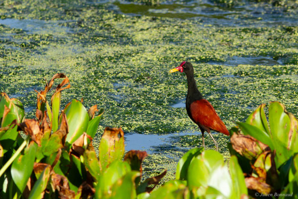 Jacana noir — Jacana jacana (Linnaeus, 1766)