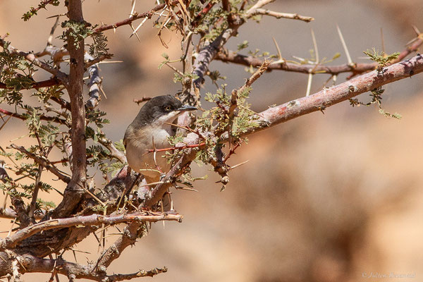 Fauvette orphée — Curruca hortensis (J.F. Gmelin, 1789),(Msseyed (Guelmim-Oued Noun), Maroc, le 28/03/2024)