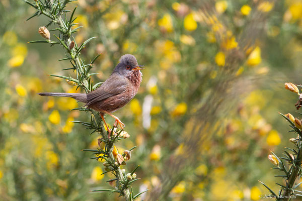 Fauvette pitchou — Curruca undata (Boddaert, 1783), (Saint-Martin-d'Oney (40), France, le 17/04/2025)