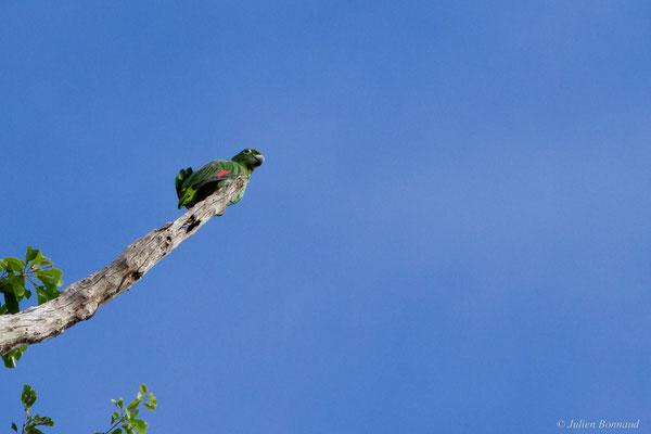 Amazone poudrée — Amazona farinosa (Boddaert, 1783), (Citron, Saint-Laurent-du-Maroni, Guyane, le 05/07/2017)