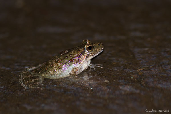 Discoglosse Corse — Discoglossus montalentii Lanza, Nascetti, Capula & Bullini, 1984, (Asco (2B), France, le 10/09/2019)