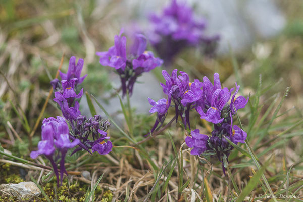 Linaire des Alpes — Linaria alpina (L.) Mill., 1768, (Station de ski de Gourette, Eaux Bonnes (65), France, le 15/06/2020)