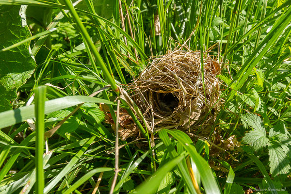 Cisticole des joncs – Cisticola juncidis (Rafinesque, 1810), (nid), (Le Houga (40), France, le 10/05/2022)