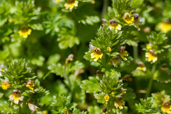 Euphraise naine — Euphrasia minima Jacq. ex DC., 1805, (Station de ski de Gourette, Eaux Bonnes (65), France, le 11/08/2021)