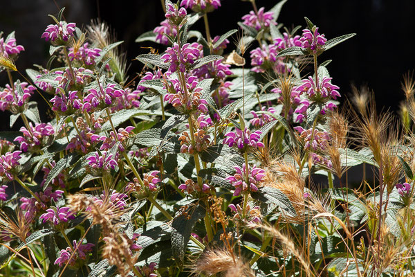 Phlomide herbe-au-vent — Phlomis herba-venti L., 1753