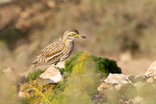 Œdicnème criard — Burhinus oedicnemus (Linnaeus, 1758), (Parc national de Souss-Massa, Sidi Binzarne, Maroc, le 02/02/2023)