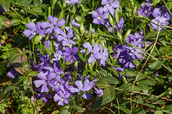 Petite pervenche, Violette de serpent (Vinca minor) (Adé (65), France, le 10/03/2021)