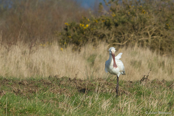 Spatule blanche — Platalea leucorodia Linnaeus, 1758, (juvénile) (marais de Séné (56), France, le 05/02/2018)