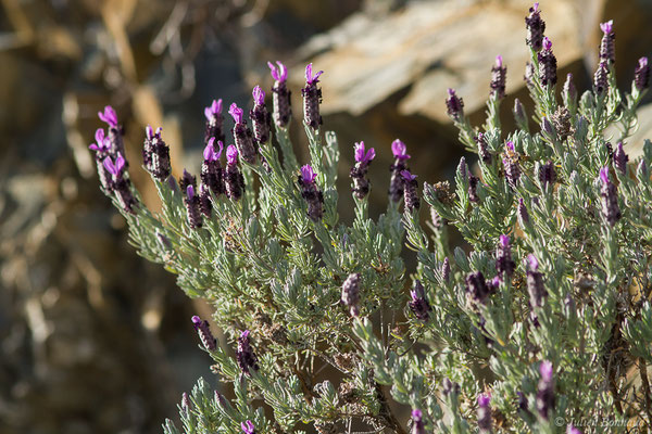 Lavande papillon, Lavande stoechade— Lavandula stoechas L., 1753, (Notre-Dame du Mai, Six-Fours-les-Plages (83), France, le 02/02/2021)