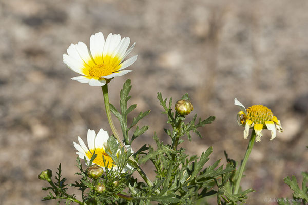 Chrysanthème à couronne — Glebionis coronaria (L.) Cass. ex Spach, 1841