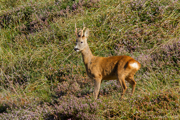 Chevreuil européen – Capreolus capreolus (Linnaeus, 1758), (Station de ski de Gourette, Eaux-Bonnes (64), France, le 17/09/2021)