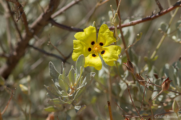 Hèlianthème à feuilles d'Hélianthème ou Ciste jaune — Cistus halimifolius L., 1753