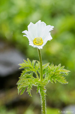 Pulsatille des Alpes — Pulsatilla alpina (L.) Delarbre, 1800
