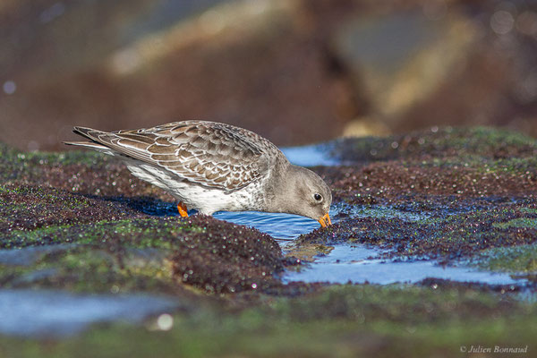 Bécasseau violet — Calidris maritima (Brünnich, 1764), (Tarnos (64), France, le 12/11/2022)