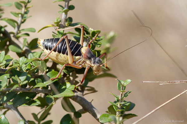 Ephippigère des vignes — Ephippiger diurnus Dufour, 1841, (Pyrénées-Orientales (66), France, le 12/07/2023)