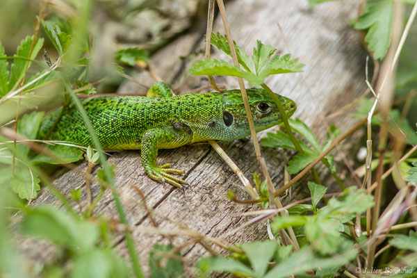 Lézard à deux raies — Lacerta bilineata (Daudin, 1802), (subadulte) (Chemin de la Mâture, Etsaut (64), France, le 11/07/2018)