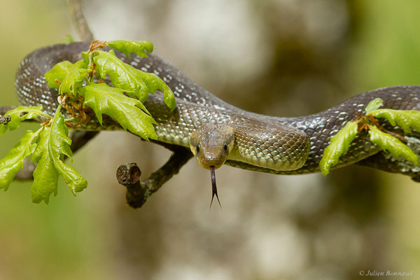 Couleuvre d'Esculape — Zamenis longissimus (Laurenti, 1768)