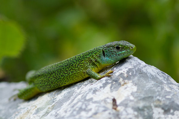 Lézard à deux raies — Lacerta bilineata (Daudin, 1802)