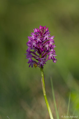 Orchis pyramidal — Anacamptis pyramidalis (L.) Rich., 1817