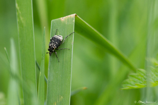 Cétoine punaise ou Mini cétoine — Valgus hemipterus (Linnaeus, 1758), (Le Vignau (40), France, le 13/05/2020)