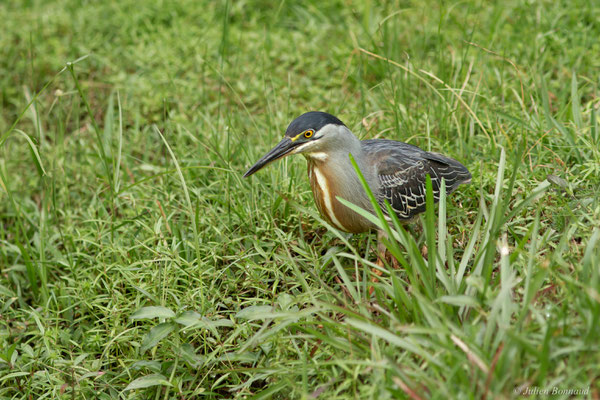 Héron strié — Butorides striata (Linnaeus, 1758), (adulte), (Montsinéry, Guyane, le 09/07/2017)