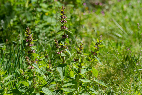 Épiaire des Alpes — Stachys alpina L., 1753, (Monein (64), France, le 02/05/2023)