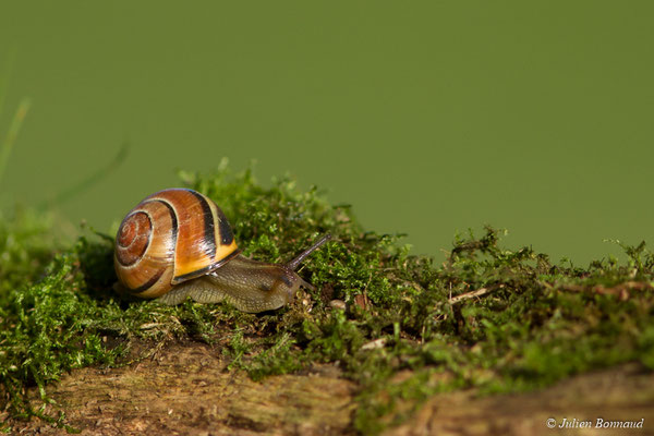 Escargot des haies — Cepaea nemoralis (Linnaeus, 1758)