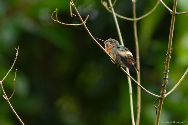Coquette huppe-col — Lophornis ornatus (Boddaert, 1783)