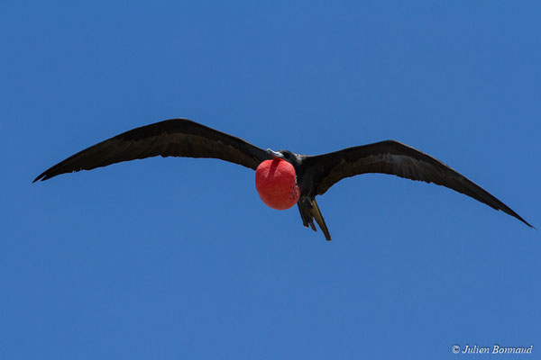 Frégate superbe — Fregata magnificens Mathews, 1914, (mâle adulte) (Île du Grand Connétable, Guyane, le 09/08/2017)