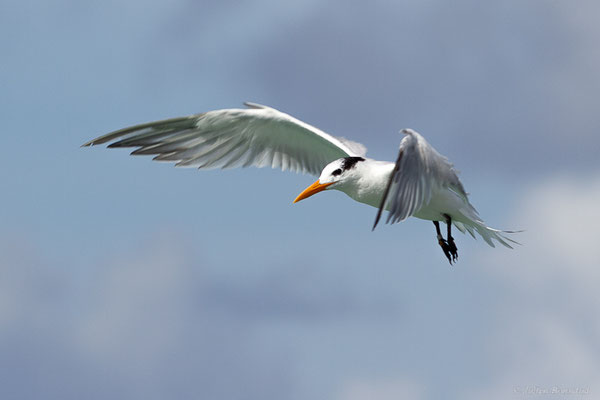 Sterne royale — Thalasseus maximus (Boddaert, 1783), (adulte) (Saint-Anne, Guadeloupe, le 15/05/2016)