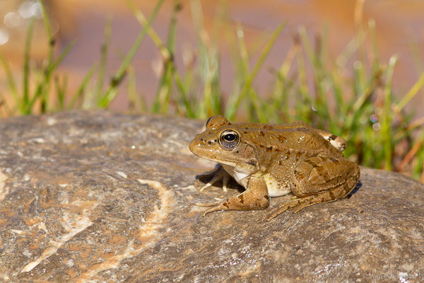 Grenouille du Sahara — Pelophylax saharicus (Boulenger in Hartert, 1913), (Tafedna, (Marrakech-Tensift-Al Haouz), Maroc, le 25/01/2023)