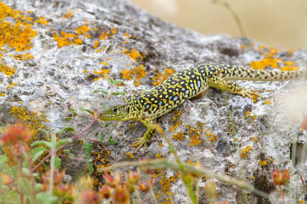 Lézard ocellé — Timon lepidus (Daudin, 1802), (femelle adulte), (Tarnos (64), France), le 05/06/2025)
