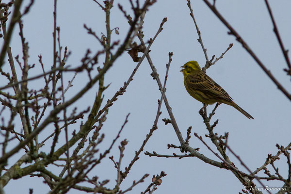 Bruant jaune — Emberiza citrinella Linnaeus, 1758, (Malguénac (56), France, le 20/02/2017)
