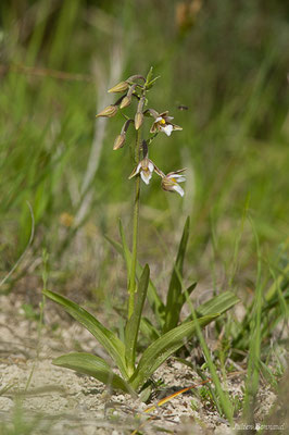 Épipactis des marais — Epipactis palustris (L.) Crantz, 1769