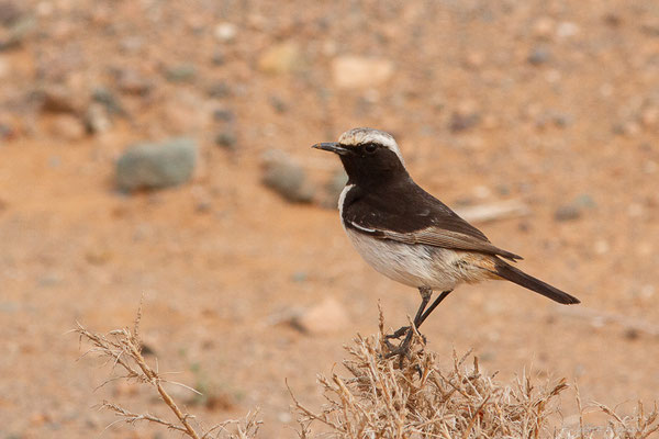 Traquet à tête grise — Oenanthe moesta (Lichtenstein, 1823), ((Msseyed (Guelmim-Oued Noun), Maroc, le 25/03/2024)