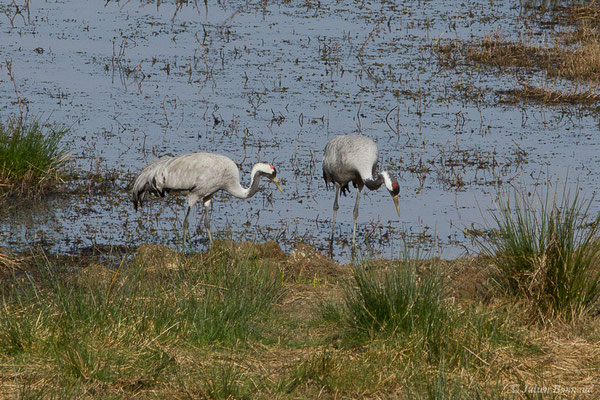 Grue cendrée – Grus grus (Linnaeus, 1758), (réserve des barthes de Saint-Martin-de-Seignanx (64), France, le 19/01/2019)