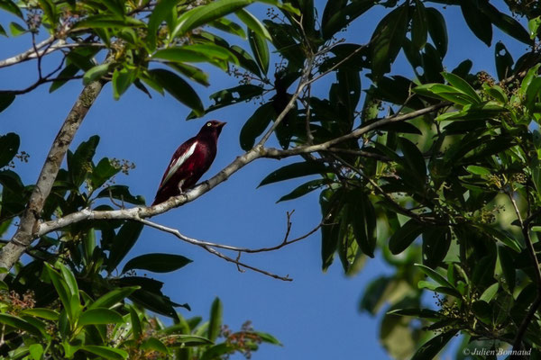 Cotinga pompadour — Xipholena punicea (Pallas, 1764)