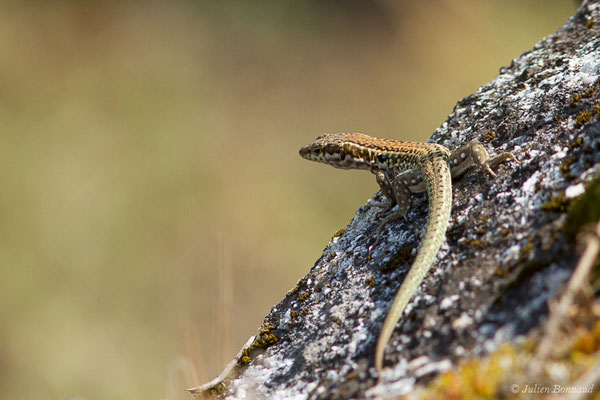 Lézard tyrrhénien — Podarcis tiliguerta (Gmelin, 1789)