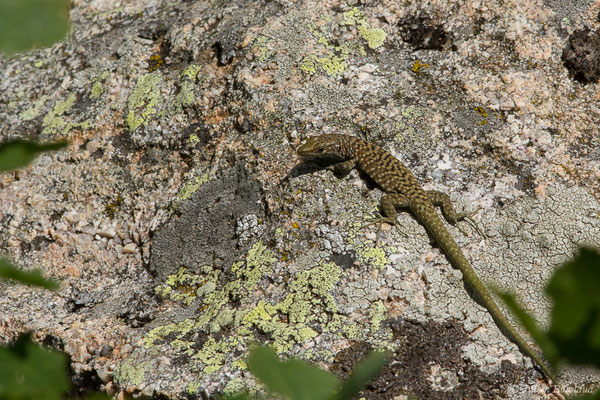 Lézard de Bedriaga — Archaeolacerta bedriagae (Camerano, 1885)