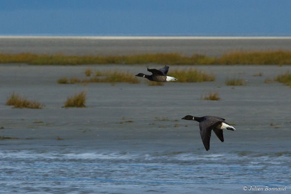 Bernache cravant — Branta bernicla (Linnaeus, 1758), (Baie de Saint-Brieuc, Hillion (22), France, le 24/11/2017)